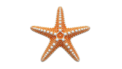 Orange Starfish with White Bumps on White Background