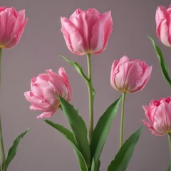 Fototapeta premium Pink Double Tulip Flower Green Stem and Leaves Isolated Bloom Petal Blossom , tulips, blossom