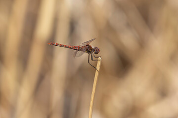 Red dragonfly on a blade of grass