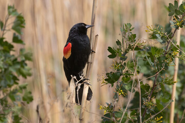 Red-winged blackbird perched on a reed
