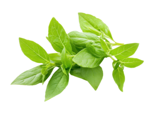 Fresh green spinach leaves isolated