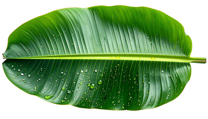 A close-up of a large, vibrant green tropical leaf with water droplets