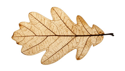 A delicate, translucent, decaying oak leaf with intricate veining, against a black background