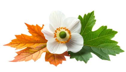 A single white flower sits among vibrant autumn leaves against a black backdrop