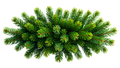 Overhead shot of lush, green, needle-covered evergreen bough, ready for decorating