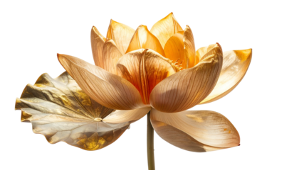 Close-up of a golden lotus flower with intricately detailed petals, isolated on black