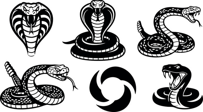 Cobra snake vector set with aggressive poses and striking hood displays for wildlife and reptile design elements