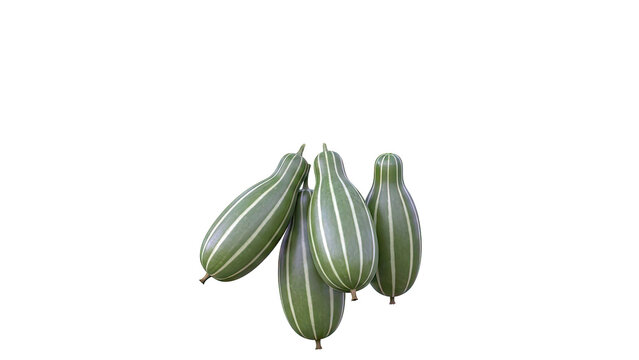 Cluster of Striped Snake Gourds