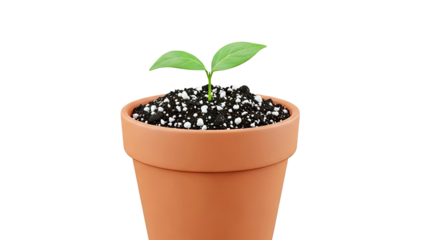 Seedling in Terracotta Pot