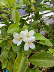 Close-up of Orange Jessamine Flowers