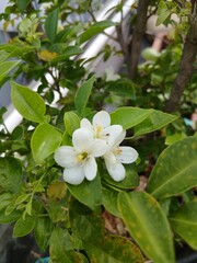 Close-up of Orange Jessamine Flowers