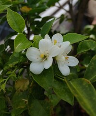 Close-up of Orange Jessamine Flowers