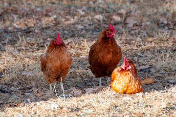 Free Range ISA Brown Chicken