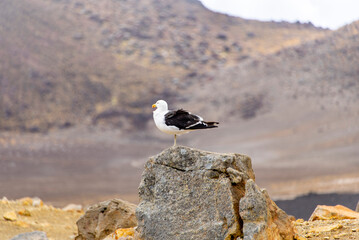 Black-Backed Gull in Tongariro National Park - New Zealand