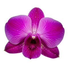 pink orchid isolated on white background