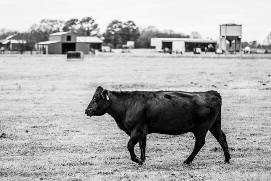 Cow in pasture