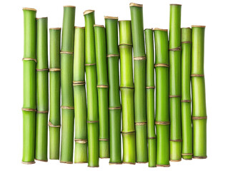 Fresh green bamboo canes isolated