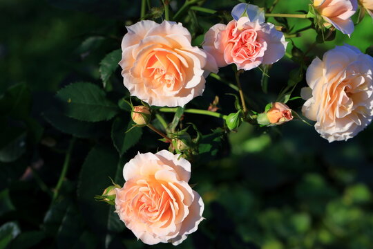 Beautiful rose in the garden, close-up. Nature background