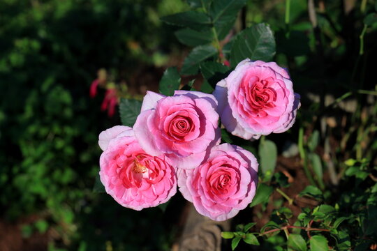 Beautiful rose in the garden, close-up. Nature background