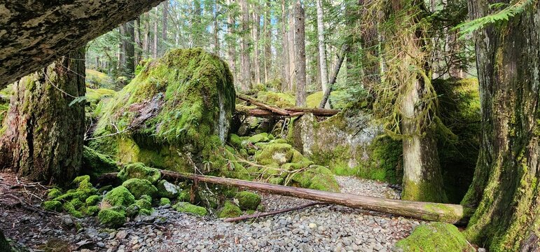 moss on the tree - Powered by Adobe