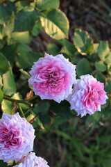 Obraz premium Beautiful rose in the garden, close-up. Nature background