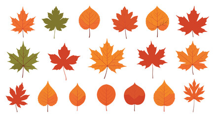 Diverse collection of colorful autumn leaves in shades of red, orange, and green arranged in rows on a white background.