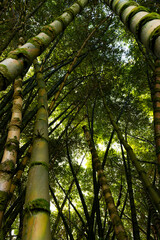 Fototapeta premium Reaching Skyward Beneath the Bamboo Canopy