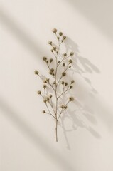 Branch of a plant is shown in a shadow on a white wall