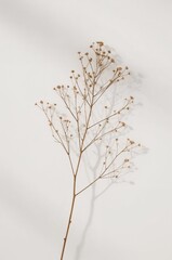 Dried up flower with a shadow on the wall