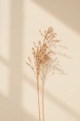 Flower is in the foreground of a white background