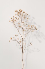 Flower with brown petals is shown in a shadow on a white background