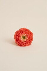 Red flower with a white center sits on a white background