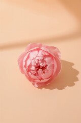 Pink flower is on a light colored background