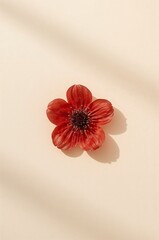 Red flower is on a white background