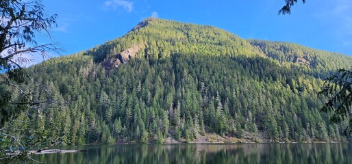 pine trees in the mountains