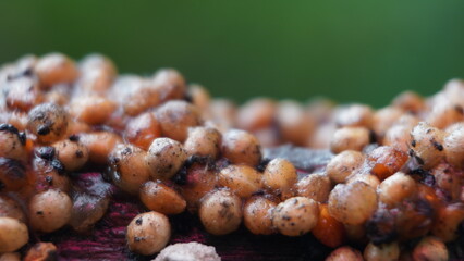 Wolf's Milk Slime Mold Lycogala epidendrum on Decaying Wood