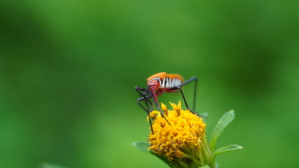Red Cotton Bug Dysdercus cingulatus on a Yellow Flower