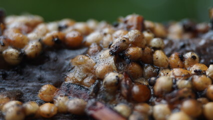 Wolf's Milk Slime Mold Lycogala epidendrum on Decaying Wood