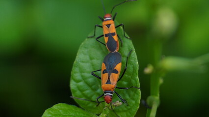 Mating Red Cotton Bugs Dysdercus cingulatus on Green Leaf