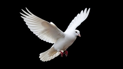 Fototapeta premium White Dove in Flight Isolated on Black Background