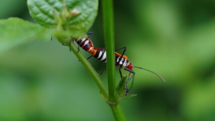 Mating Red Cotton Bugs Dysdercus cingulatus on a Green Stem