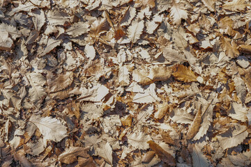 A large amount of dry fallen autumn leaves on the ground. Background. Space for text.