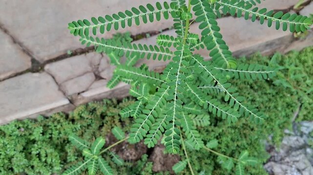 Moringa leaves are rich in essential vitamins and minerals