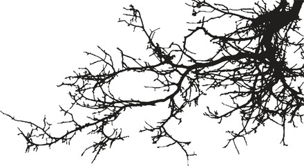 Obraz premium Bare tree branches silhouette extending diagonally on white background. Fine black botanical outline with organic natural structure. Perfect for nature concepts, seasonal designs, and minimalist graph