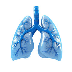 Human Lungs Isolated On White. Medical 3D Illustration For Pulmonology And Respiratory System Health.