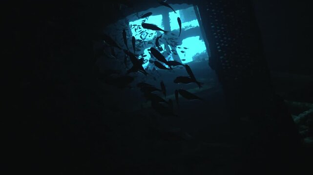 The atmospheric interior of the Giannis D shipwreck in Red Sea. In the shadowed environment of the ship's steel structure, a massive, shimmering school of Glassfish huddles together for protection.