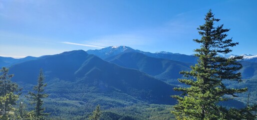 pine trees in the mountains