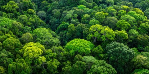 Aerial View of Lush Green Forest with Dense Canopy, Vibrant Foliage, and Diverse Tree Species Under Bright Natural Light