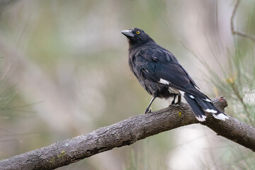 Pied currawong (Strepera graculina), Sydney, Australia