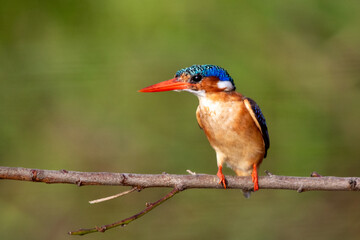 South African birds - Malachite kingfisher
